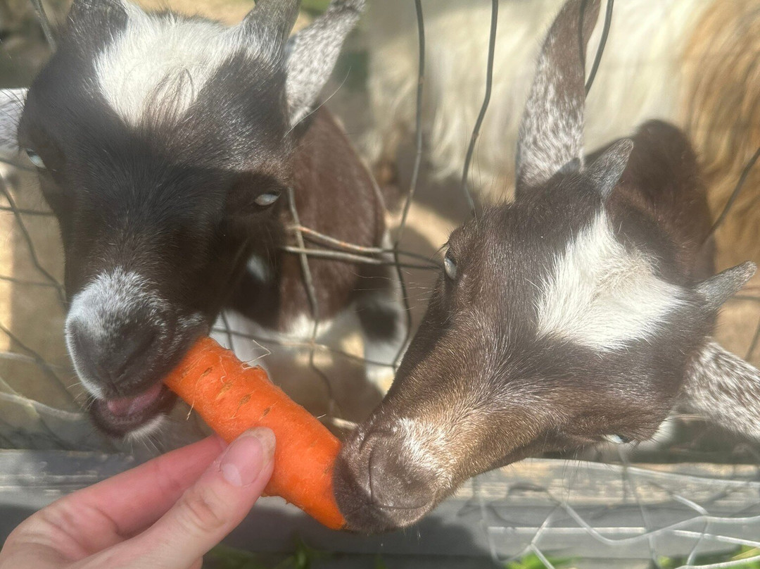 Rescue At Little Fox Hollow