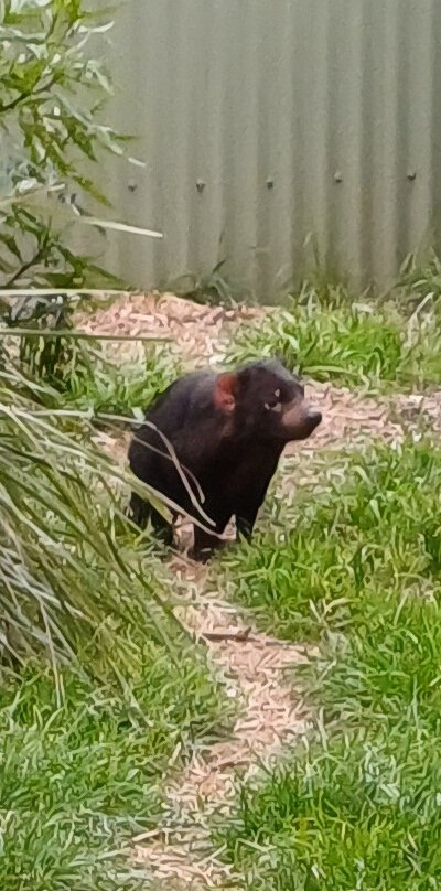 菲利普岛野生动物园-考斯必去景点