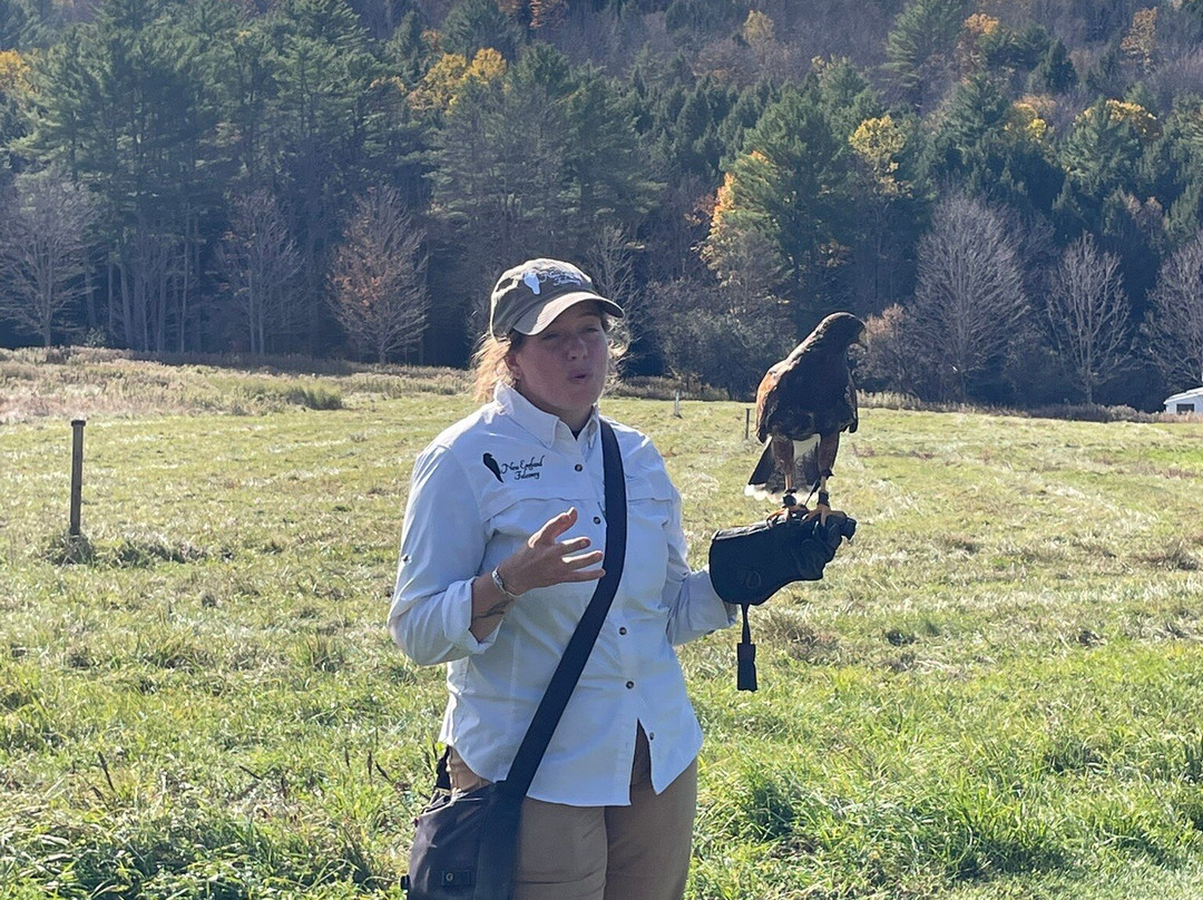 New England Falconry-伍德斯托克必去景点