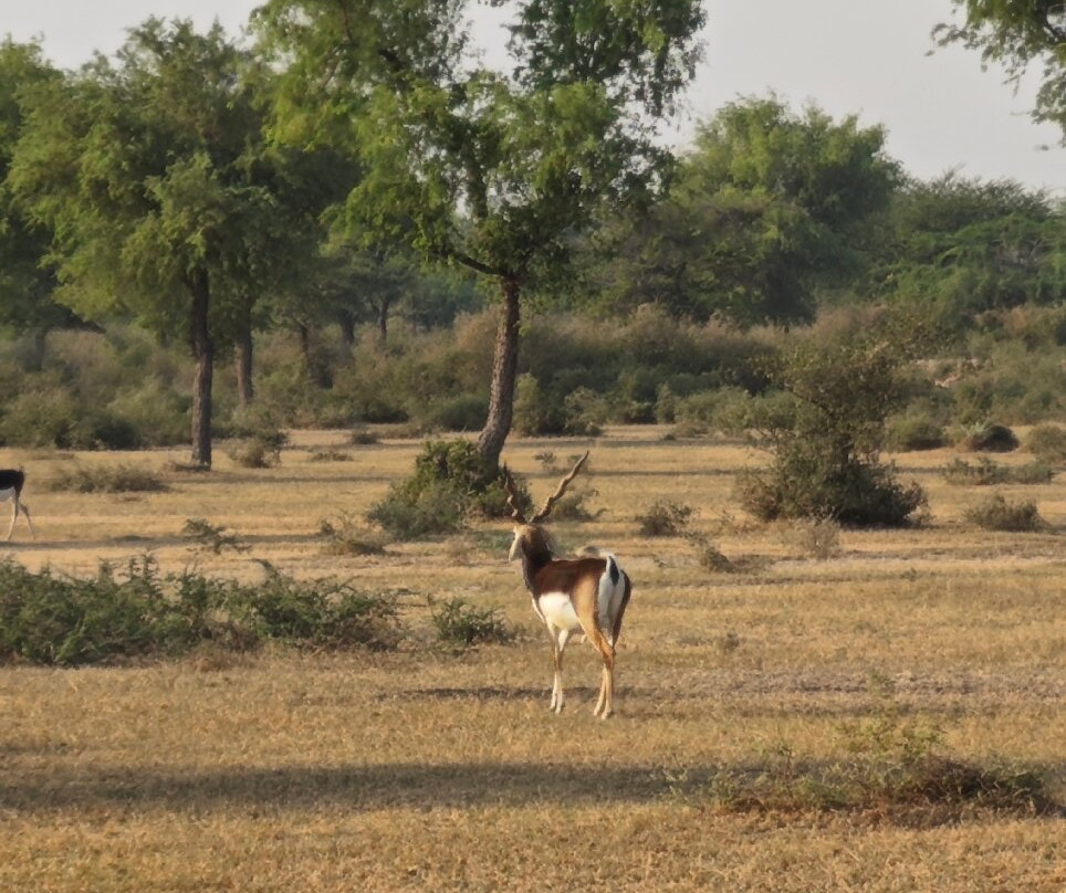 Tal Chhapar Black Buck Sanctuary-Sujangarh必去景点