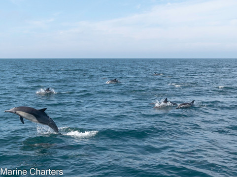 Pacific Marine Charters-欧申赛德必去景点
