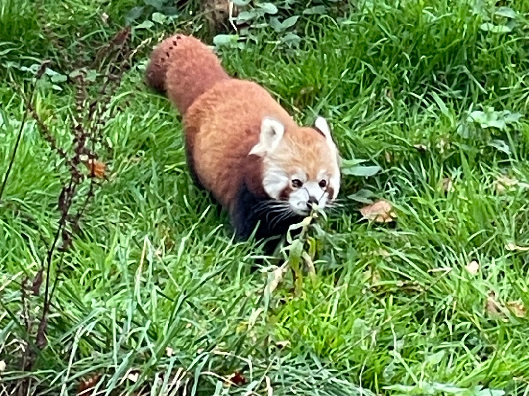 Whipsnade Zoo景点图片