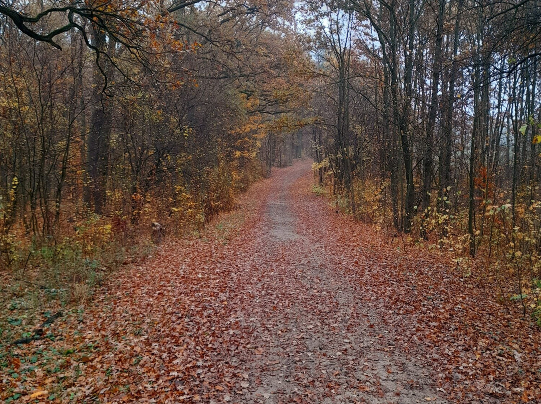 Wielkopolski National Park景点图片