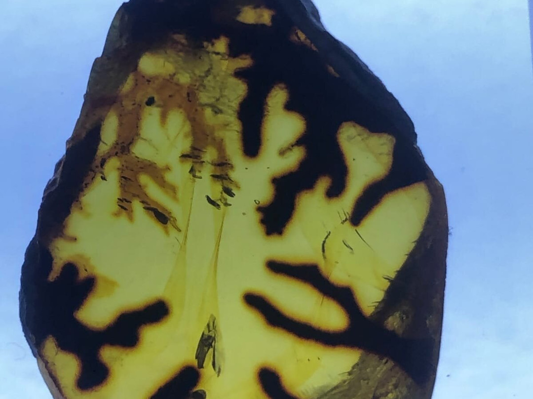 Museo del Ámbar, Lilia Mijangos-圣克里斯托瓦尔-德拉斯卡萨斯必去景点