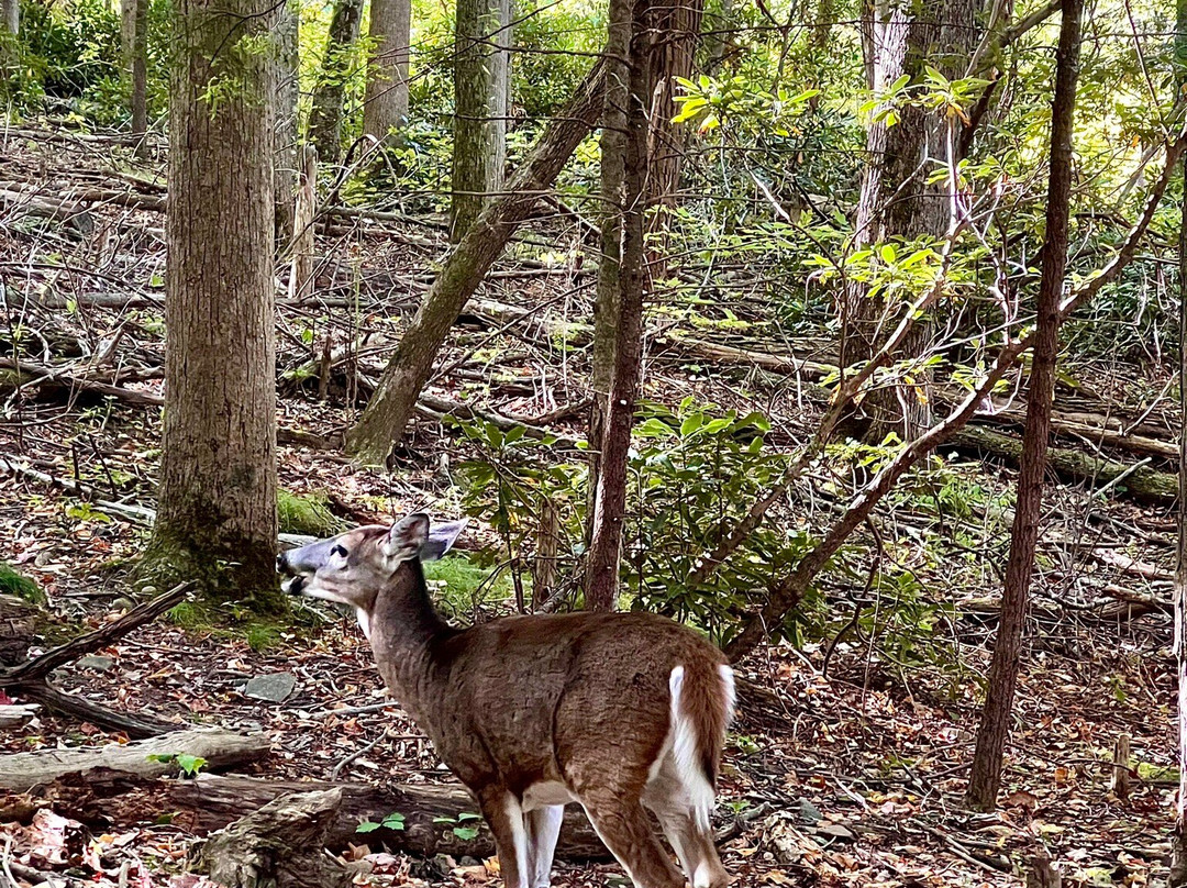 Rainbow Falls Trail-大雾山国家公园必去景点
