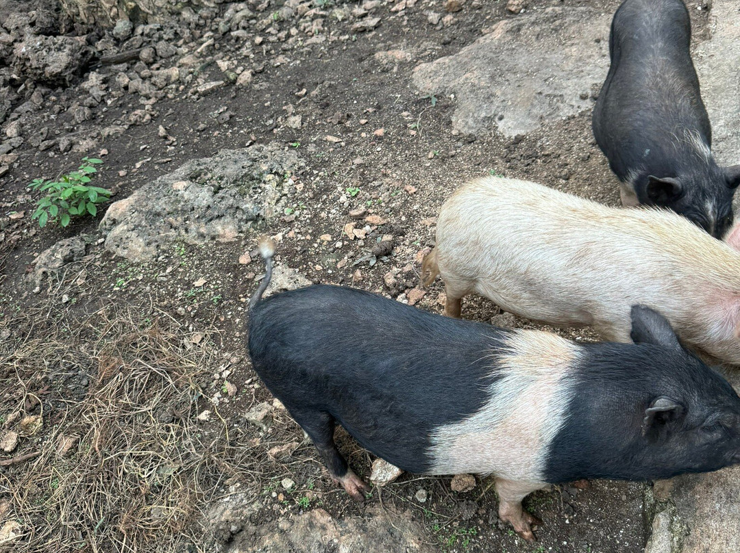 Vallazoo-巴利亚多利德必去景点