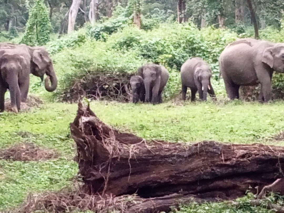 Mudumalai National Park景点图片