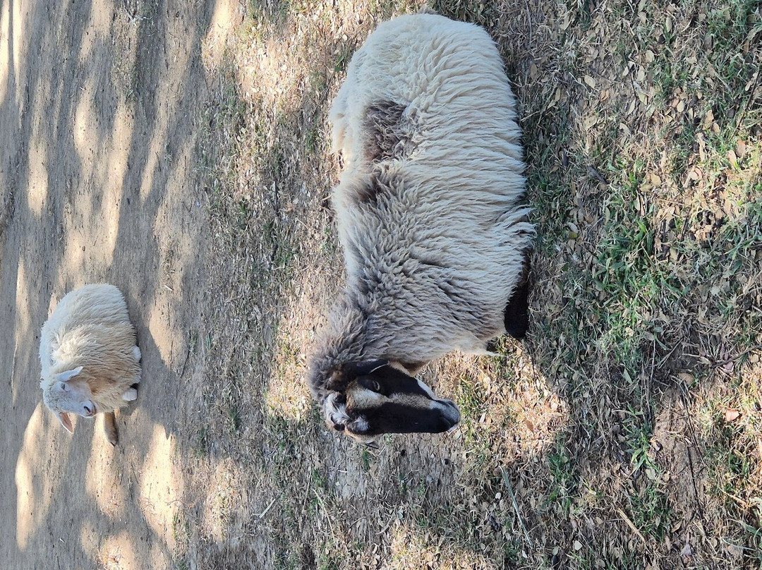 Farm Chokchai景点图片
