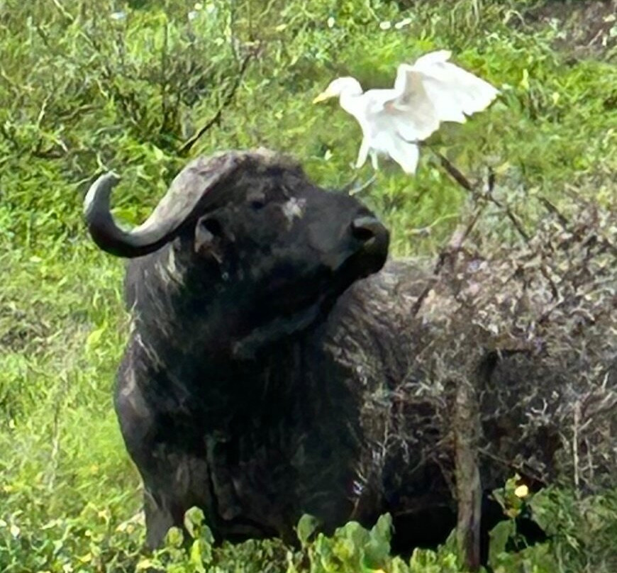 Evarest Adventures-阿鲁沙必去景点