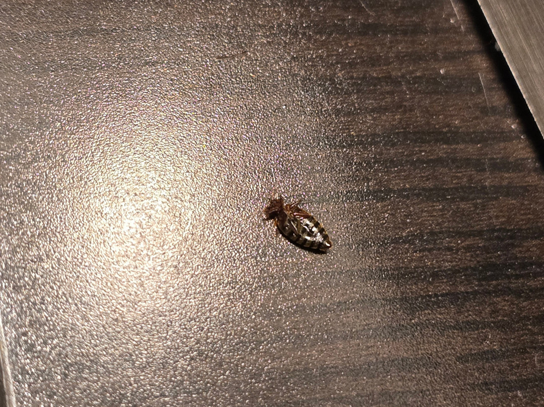 Baymont By Wyndham Indianapolis主图