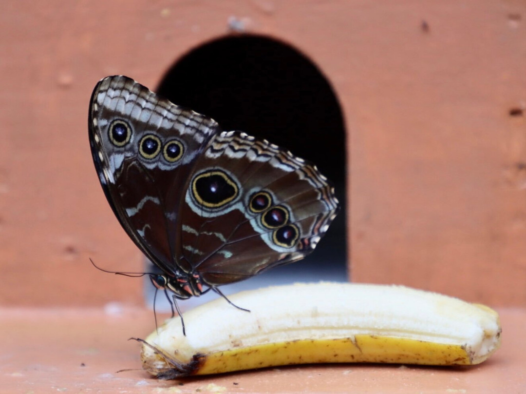 Jardin Y Mariposario Peniel景点图片