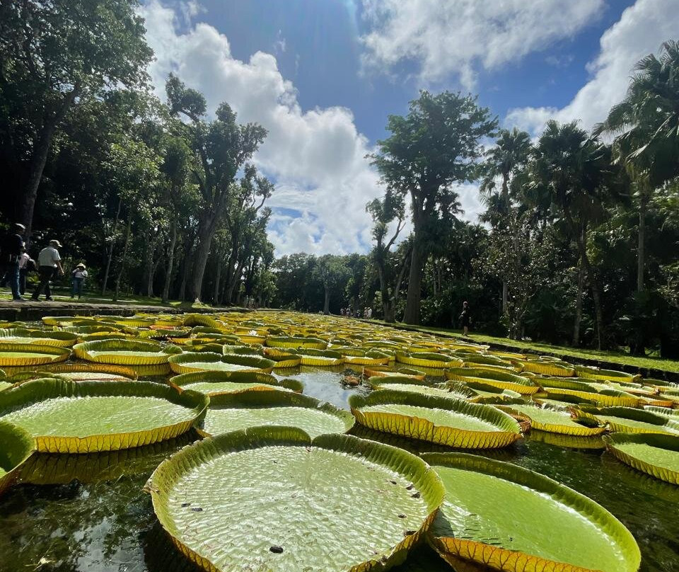 Dodo Spirit-大湾必去景点