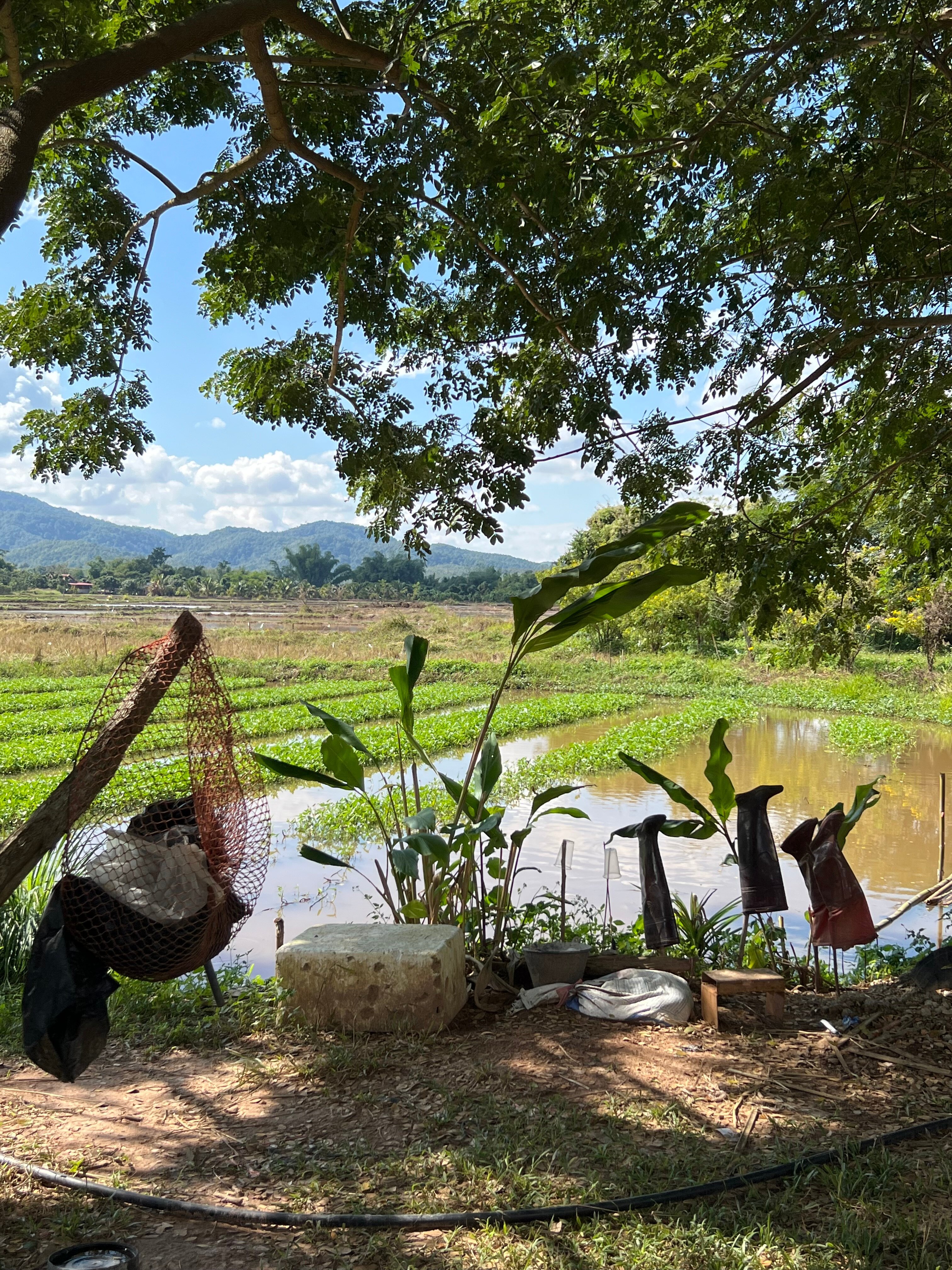 Rico Resort Chiang Kham-官方