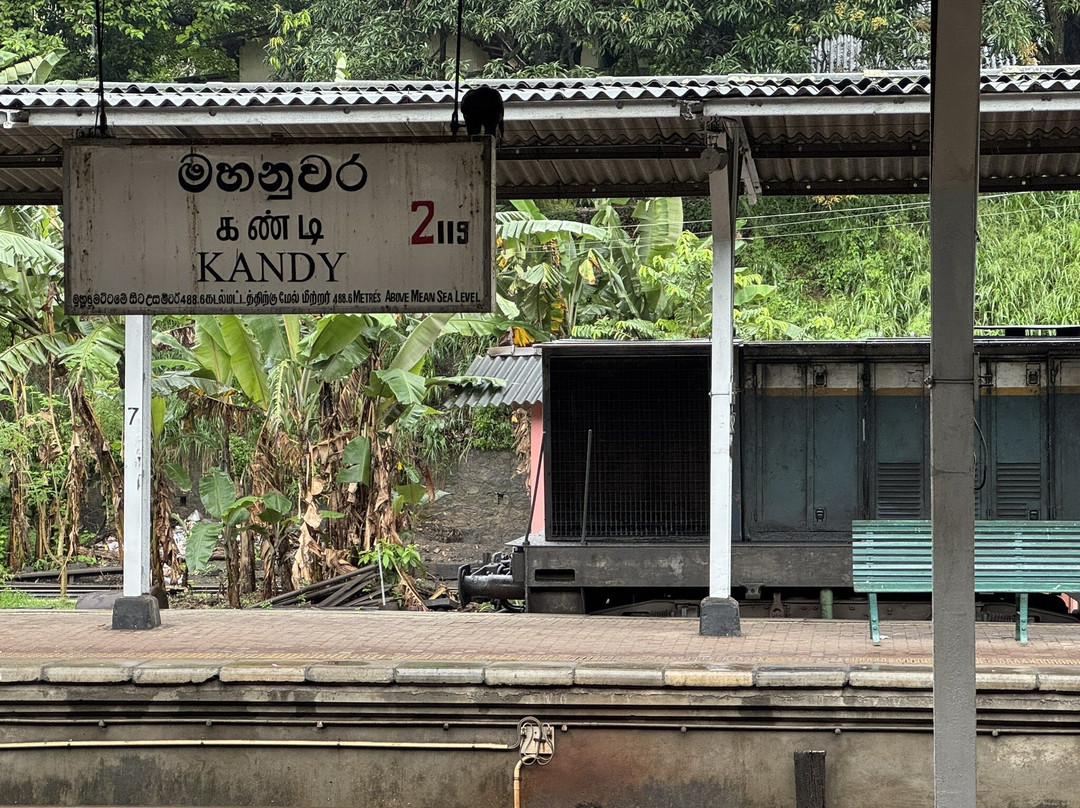 Ceylon Ayli景点图片