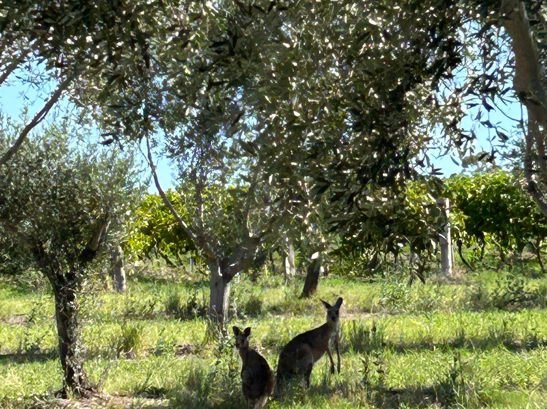 Hunter Valley Prestige Wine Tours景点图片