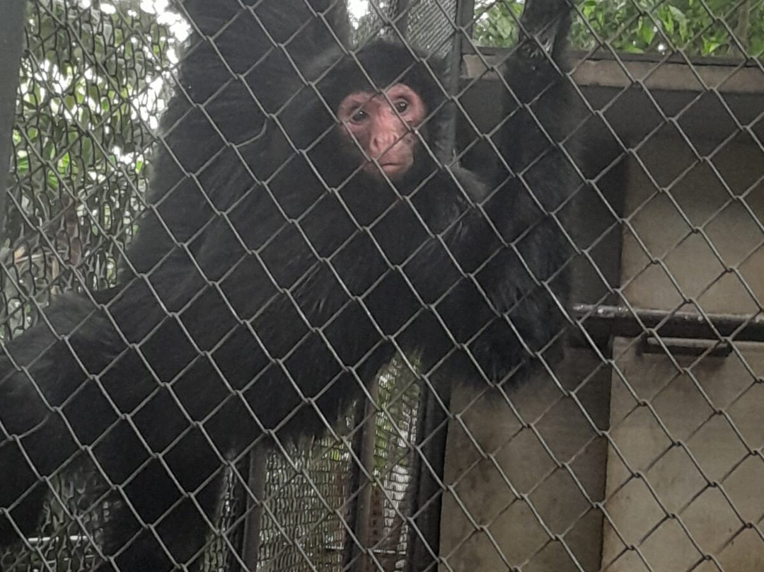 Museu Paraense Emílio Goeldi-贝伦必去景点