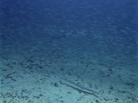 Kauai Dive Co-坡伊普必去景点