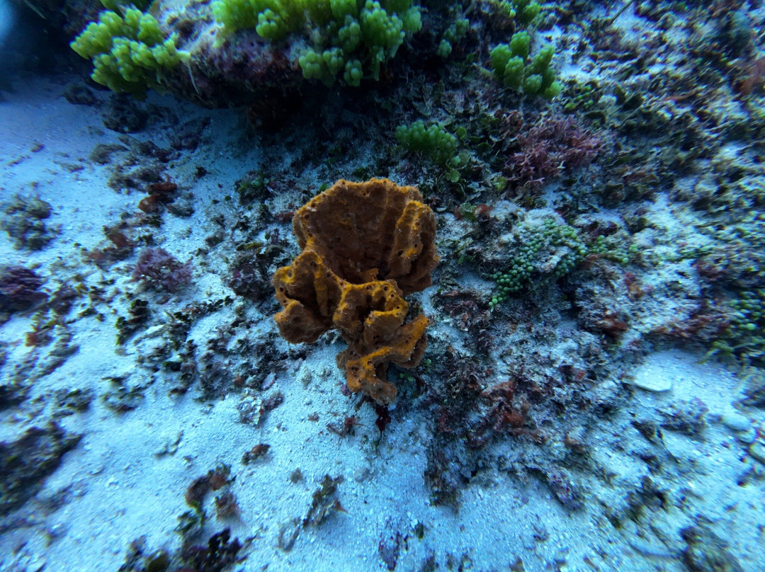 Buccaneer Diving-帕杰必去景点