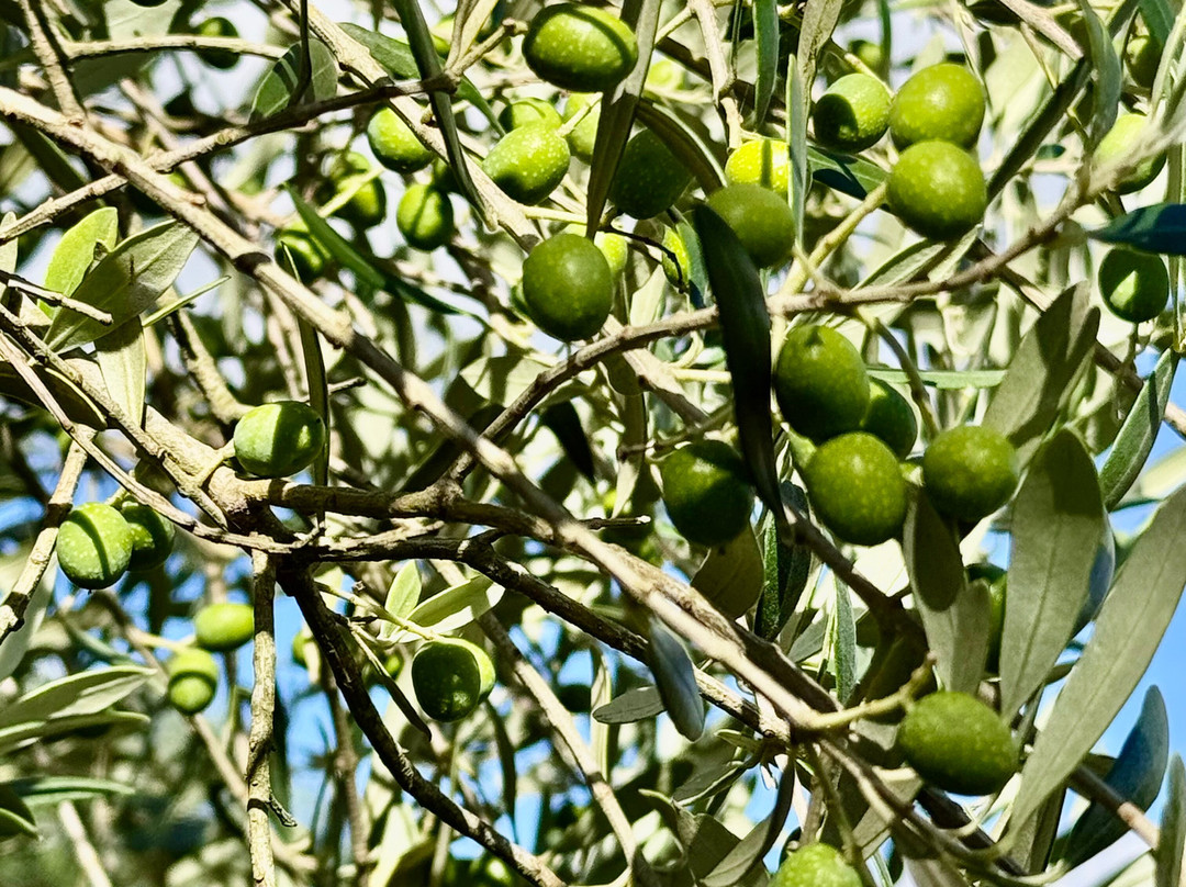 Azeites Ouro de Sant'Ana-Santana do Livramento必去景点
