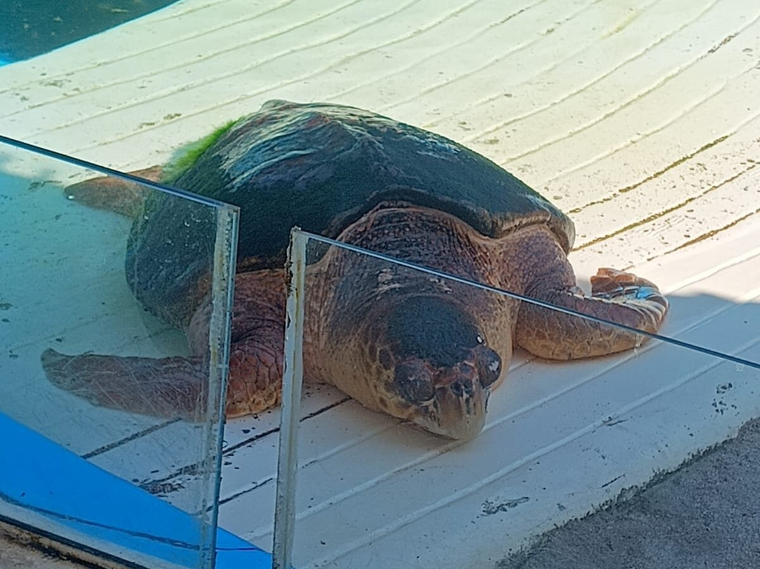 Projeto Tamar-乌巴图巴必去景点