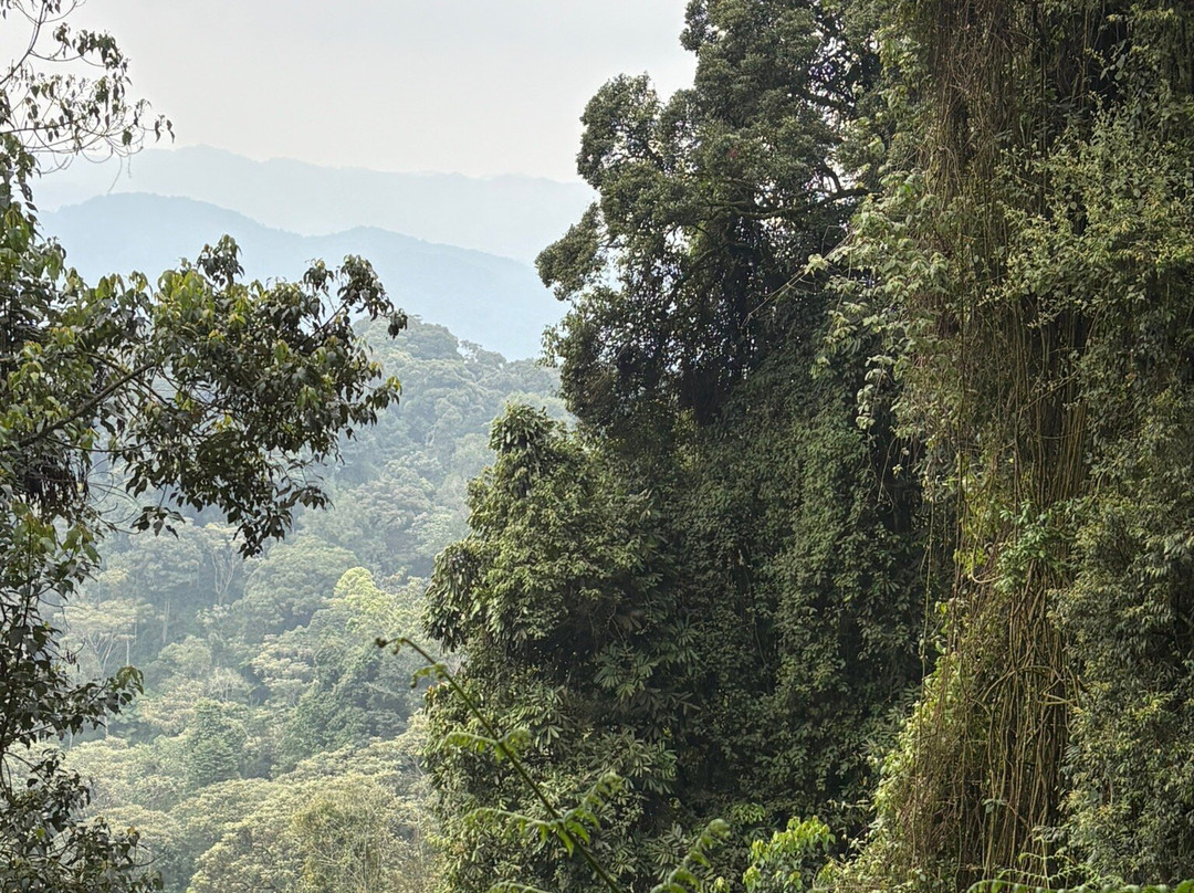 Nyungwe Canopy Walk-Butare必去景点