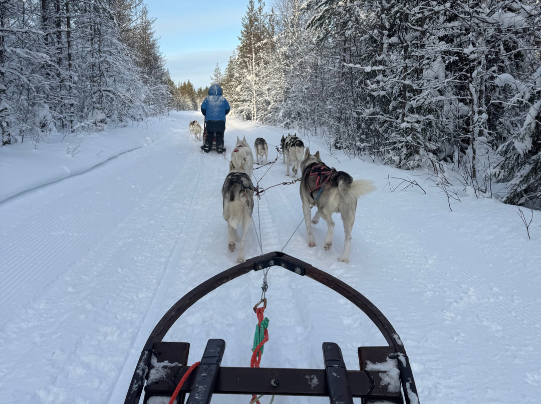 Arctic Borealis Huskies-Ranua必去景点