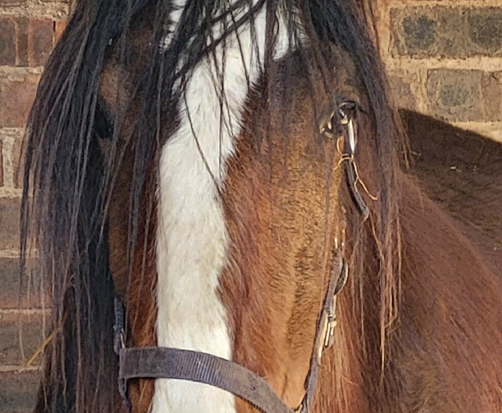 Cotebrook Shire Horse Centre-Cotebrook必去景点