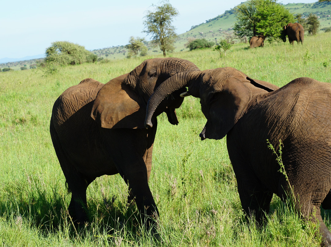 Wild Root Safaris and Adventures-阿鲁沙必去景点