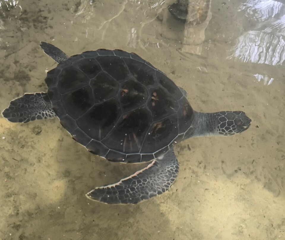 Sea Turtle Hatchery景点图片