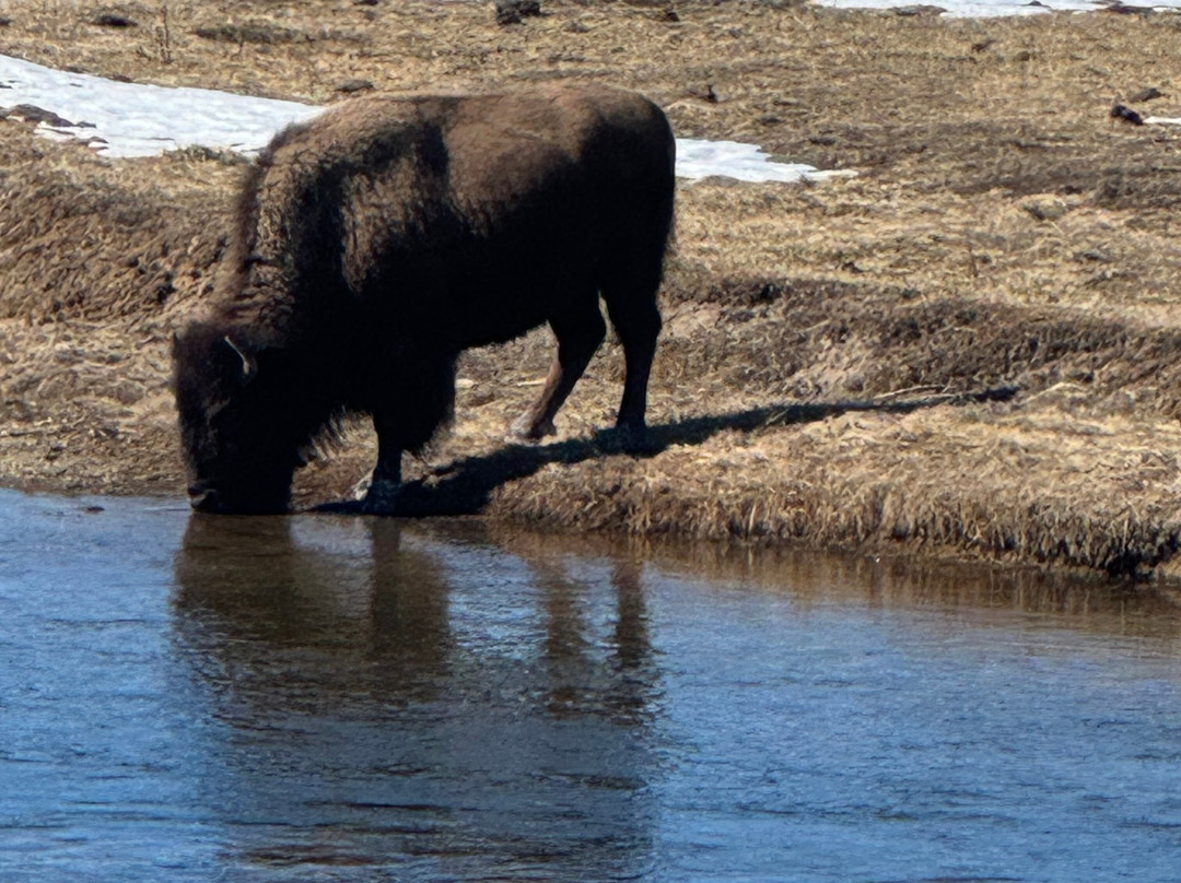 Gary Fales Outfitting-科迪必去景点