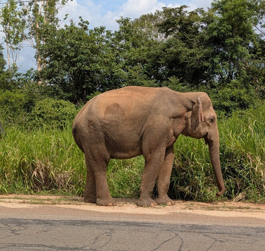Minneriya Wild Jeep Safari-丹布拉必去景点