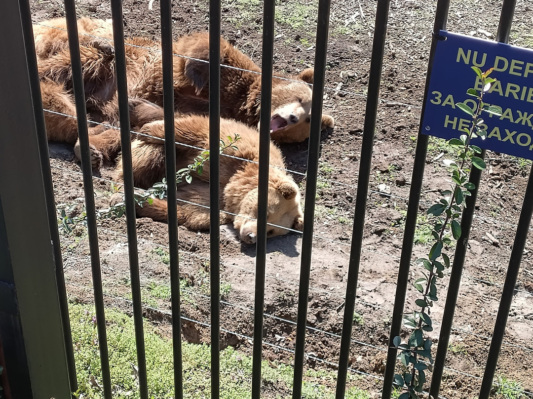 Chisinau Zoo-基希讷乌必去景点