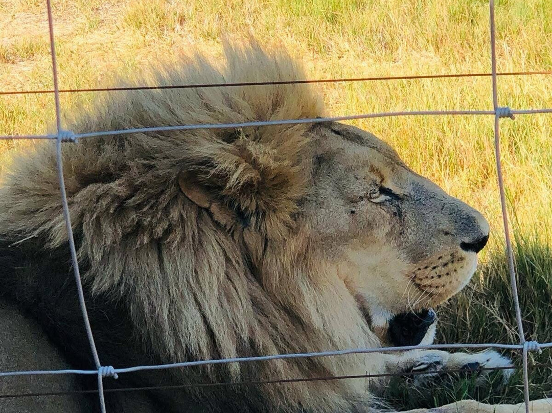 Drakenstein Lion Park-西开普必去景点