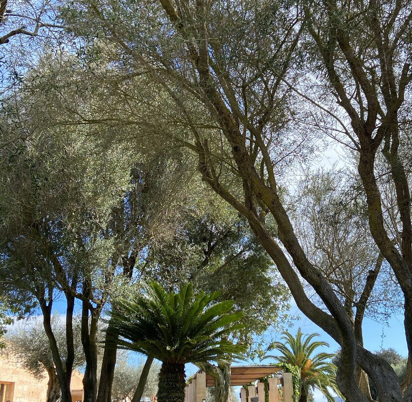 Son Penya Petit Hotel & Spa主图