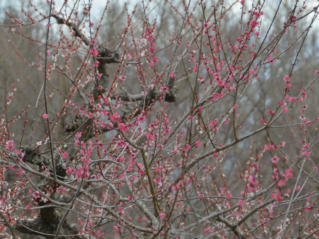 Iwamotoyama Park-富士市必去景点