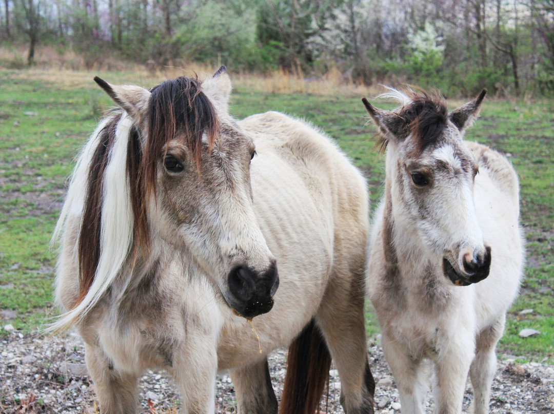 Appalachian Horse Project-Jackson必去景点