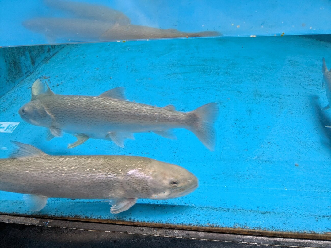 Shibetsu Salmon Park-标津町必去景点