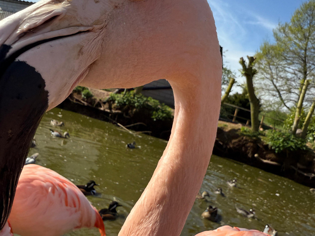 Bird Gardens Scotland Cic-Oxton必去景点