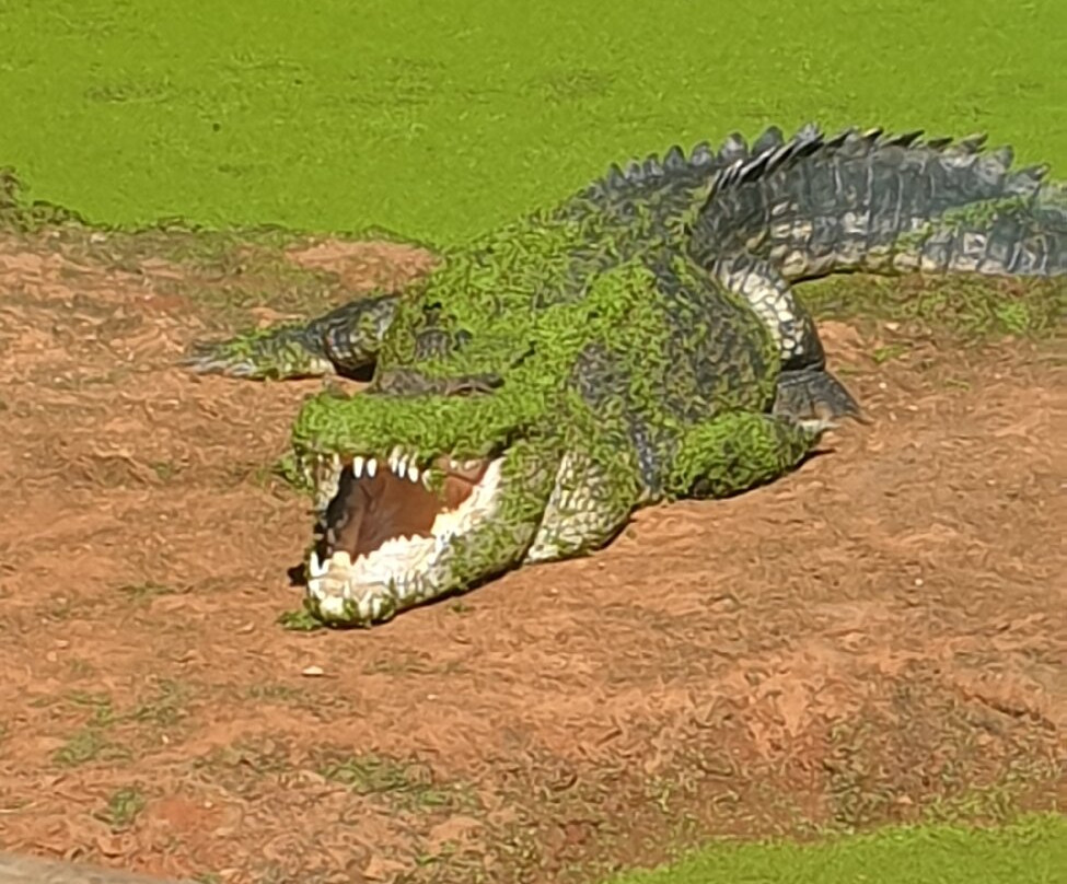 Malcolm Douglas Broome Crocodile Park-布鲁姆必去景点