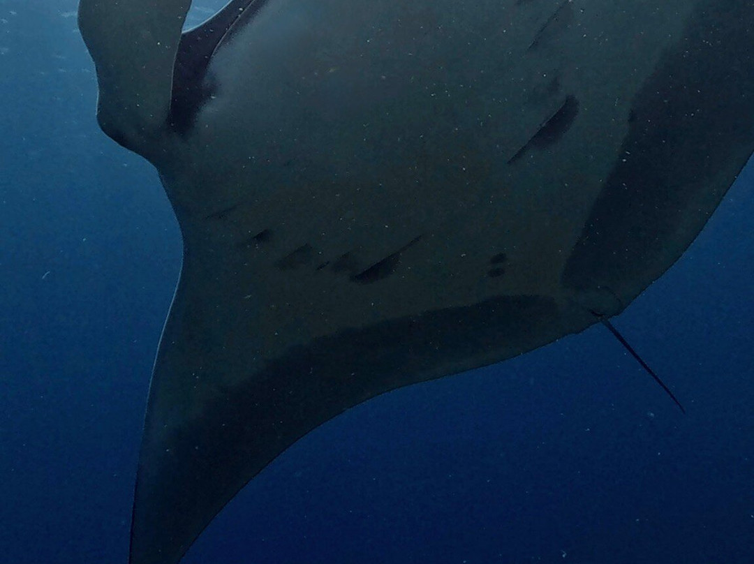 Soul Scuba Divers-Kri Island必去景点