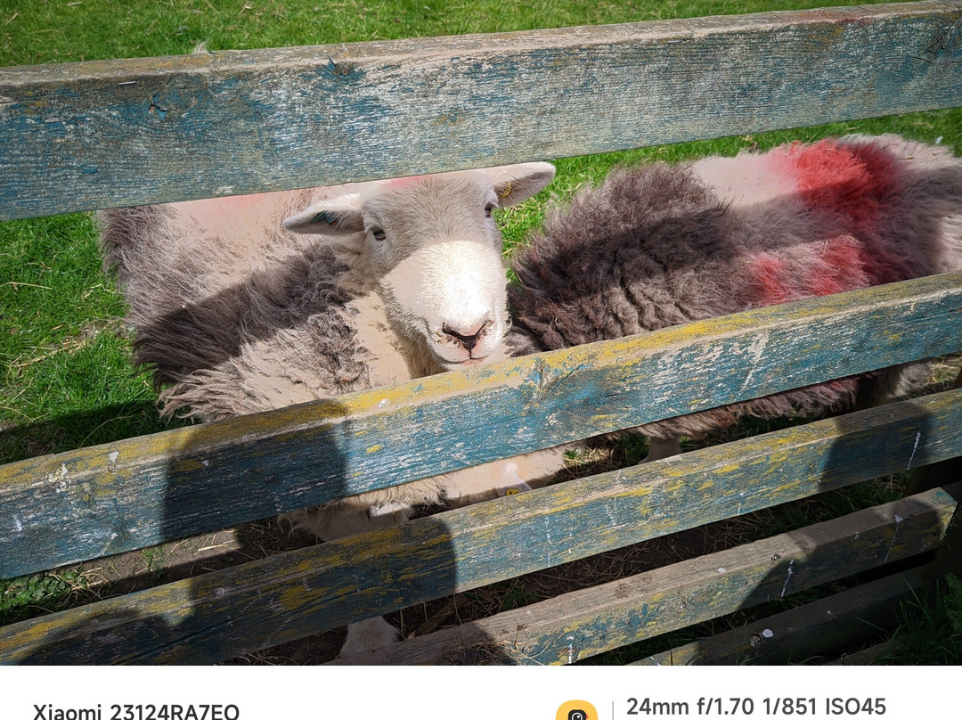 Gorse Hill City Farm景点图片