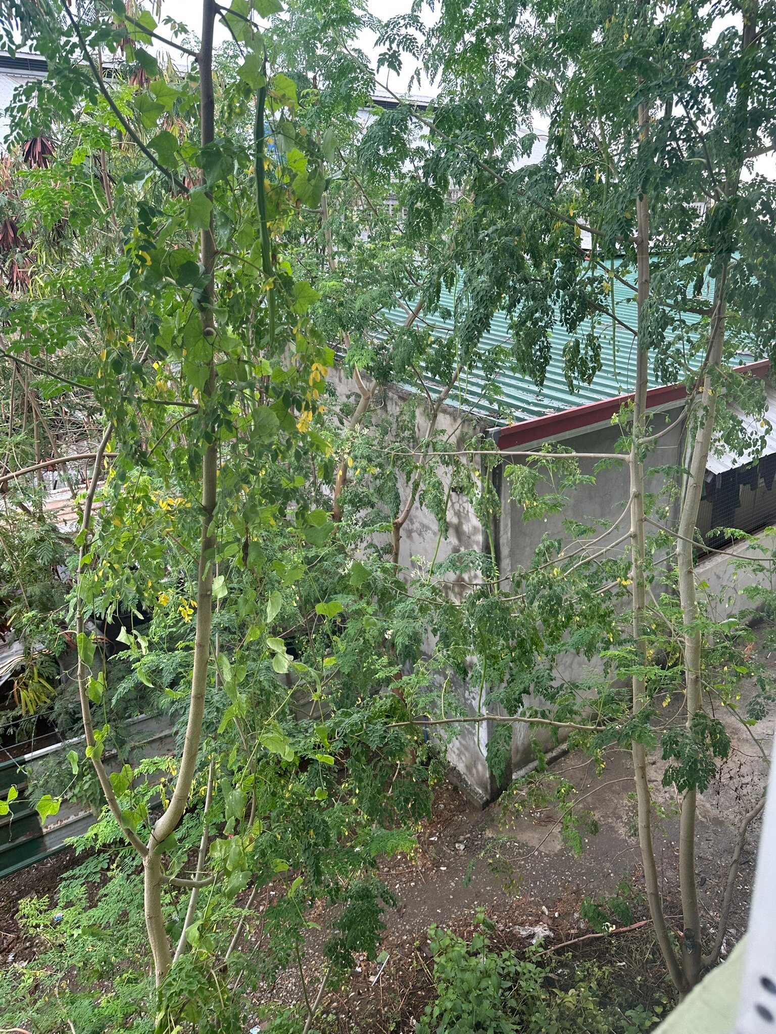 Marand Beach Resort-官方