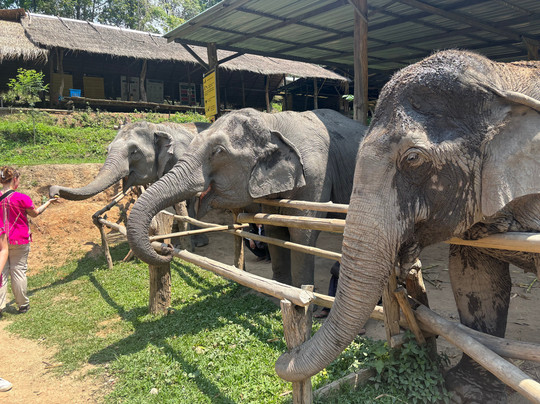 Joy Elephant Sanctuary-清迈必去景点