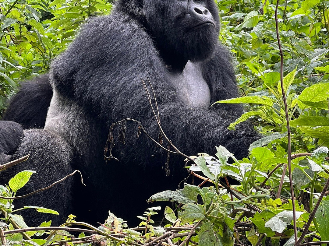 Mukiza Gorilla Expeditions-Kanungu必去景点