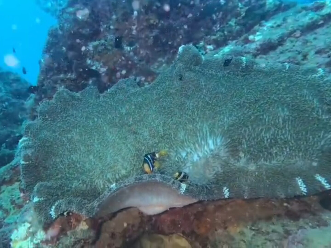 Scuba Addicts Dive Center Passikuda-卡尔库达必去景点