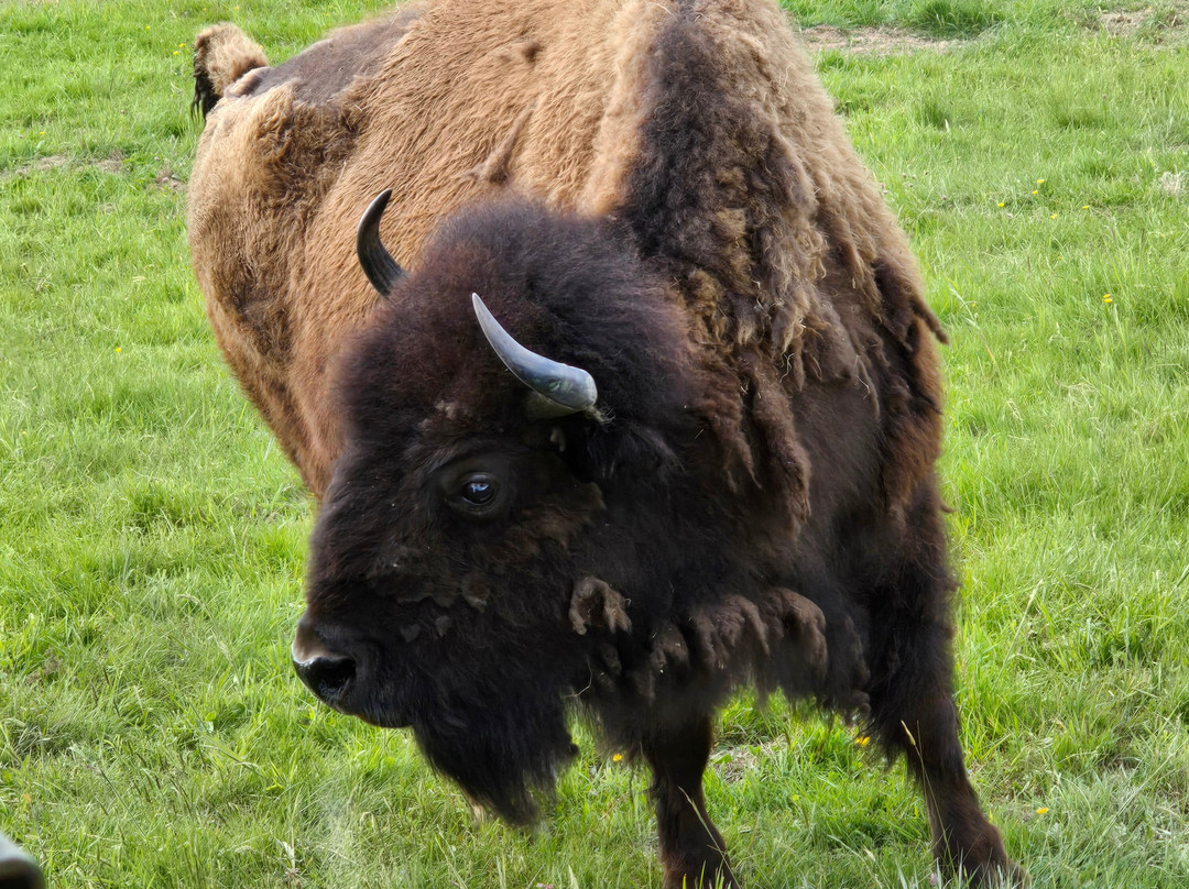 Ranch des Bisons-Petit-Rederching必去景点