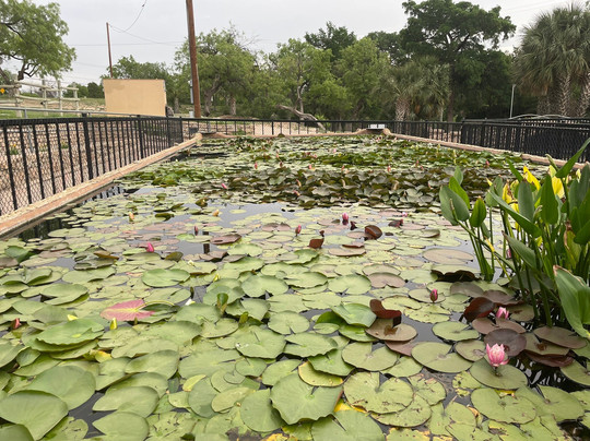 The International Waterlily Collection-圣安吉洛必去景点