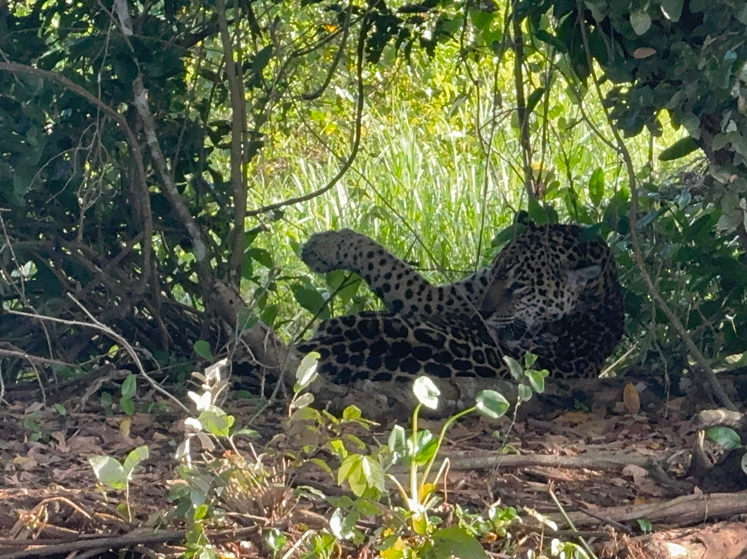Jaguar Photo Expeditions景点图片