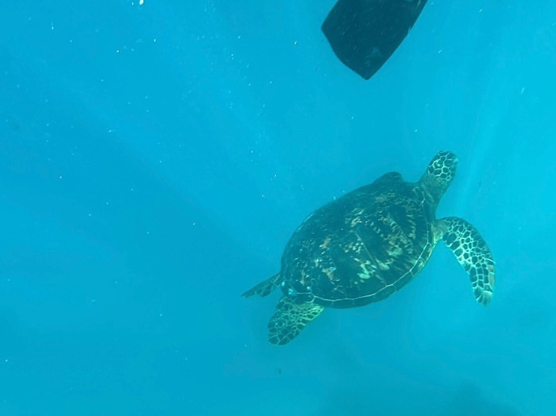 Sea Pace Rarotonga-堤堤卡维加必去景点