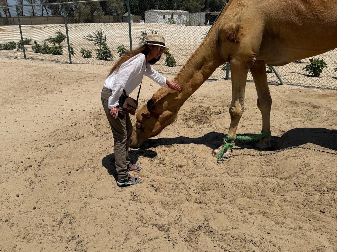 Royal Camel Farm-麦纳麦必去景点